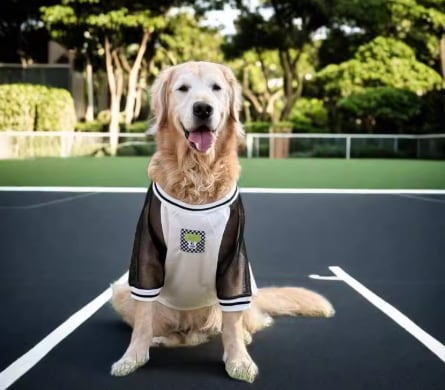 大型犬 犬服 スポーツウェア メッシュ シャツ 通気性 夏服 ドッグウェア おしゃれ ゴールデンレトリバ..