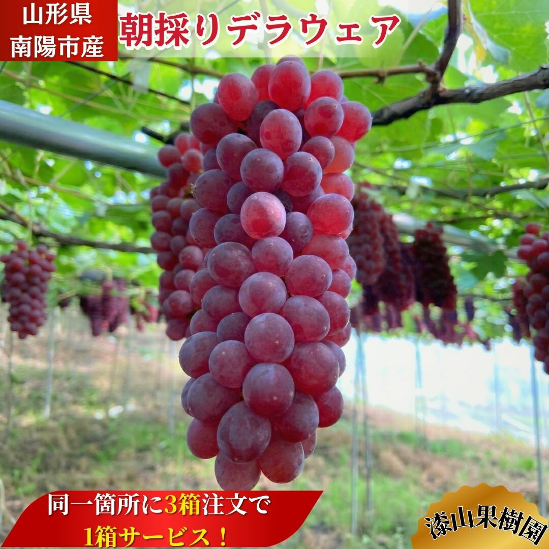 ★完熟ぶどう種無しデラウェア☆【