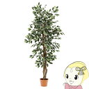 【6/5は期間限定クーポン発行】観葉植物 おしゃれ お手入れ不要 不二貿易 フィカス 690 B FUJI-52663【/srm】(3)