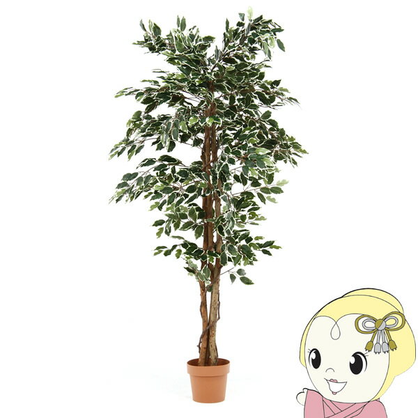 【12/1限定エントリーで当店全品最大P7倍】観葉植物 おしゃれ お手入れ不要 不二貿易 フィカス 1124 B FUJI-52664【/srm】