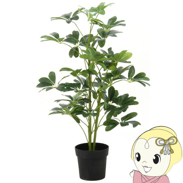 【12/1限定エントリーで当店全品最大P7倍】観葉植物 おしゃれ お手入れ不要 不二貿易 ヤドリフカノキ 216 FUJI-52693【/srm】