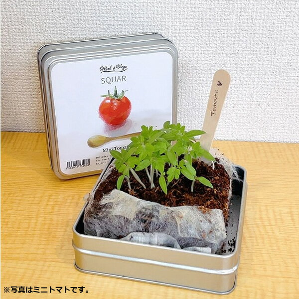 【メーカー直送】栽培セット ハーブ ベジスクエア パクチー HG-40 2個セット