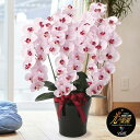 光の楽園 プレミアム胡蝶蘭5本立P[胡蝶蘭 お祝い 飾り 造花 観葉植物 お花 ギフト 光触媒 フェイクグリーン ピンク 桃色 贈り物 プレゼント はなやか 豪...
