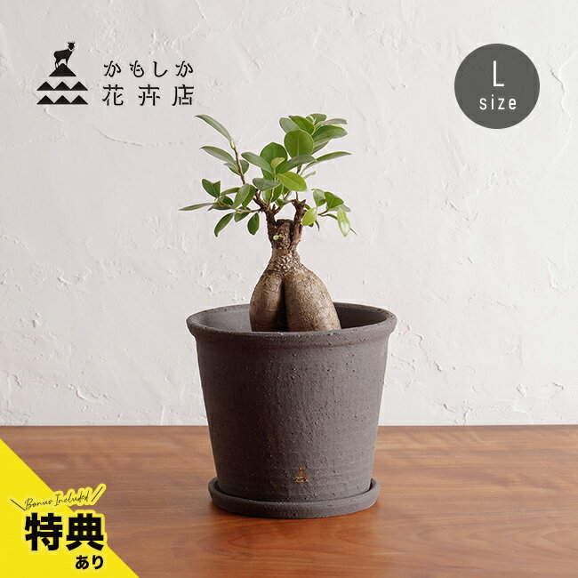 ＼特典あり／かもしか花卉店 かもしかポット＆ソーサー L 黒土[植木鉢 受け皿 セット 4.5号 受け皿付き 丸 穴 あき 土物 プランター 小型 おしゃれ 陶器鉢 かわいい 小さめ 受け皿セット 陶器 焼き物 屋外 室内 ナチュラル 自然 素朴 インテリア]