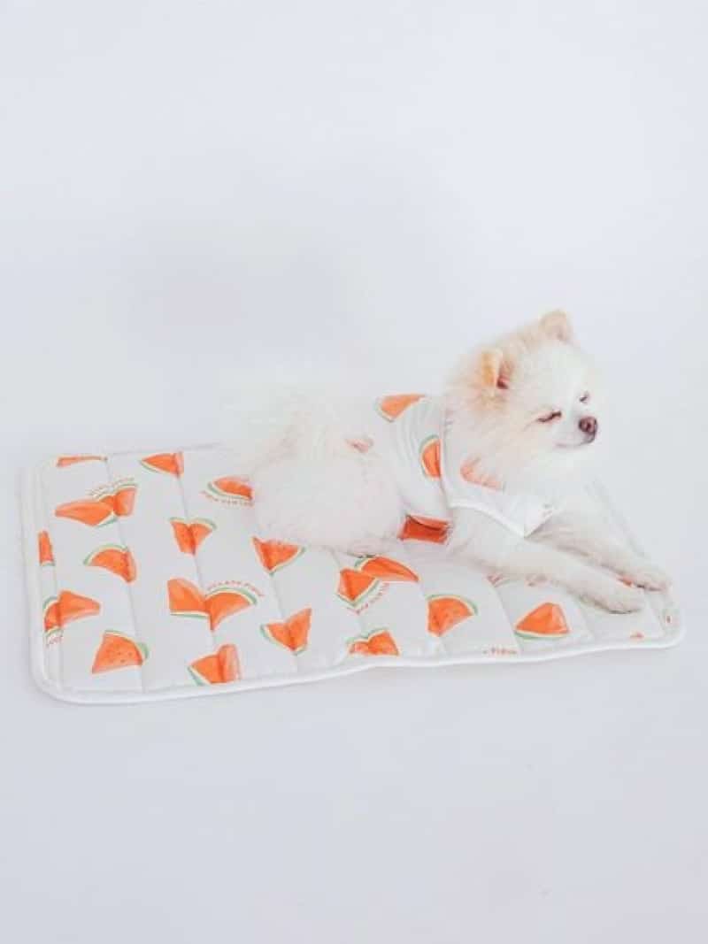 【CAT&DOG】【販路限定商品】すいか柄COOLマット GELATO PIQUE CAT&DOG ジェラートピケ ペット用品 ペット用ベッド・マット・クッション ホワイト【送料無料】[Rakuten Fashion]