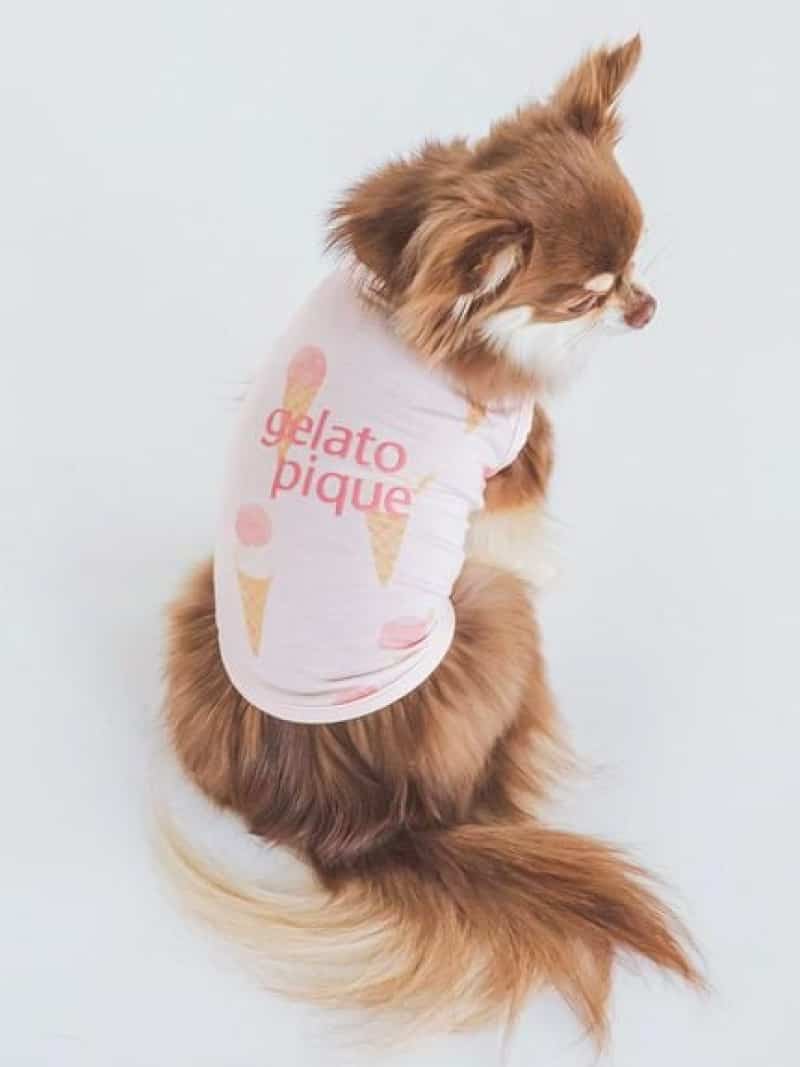 楽天USAGISTORE USAGIONLINE公式ストア【CAT&DOG】【販路限定商品】アイス柄COOLプルオーバー GELATO PIQUE CAT&DOG ジェラートピケ ペット用品 ペットウェア・ペット服 ピンク ブルー【送料無料】[Rakuten Fashion]