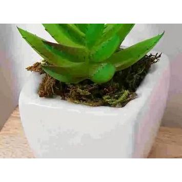 20g ������ DIY����ե� ���� ���� ���տ�ʪ������ �ߥ����� �ե���������