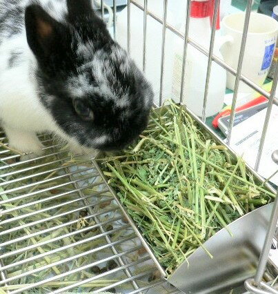 うさぎファンクラブ アルファルファ牧草20g おいしくてうさぎ大好き うさぎに必要な栄養がたっぷり