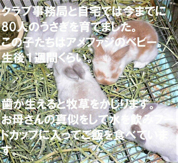 うさぎファンクラブ アルファルファ牧草20g おいしくてうさぎ大好き うさぎに必要な栄養がたっぷり