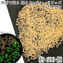 【最大2000円OFF】マラソン限定クーポン!蓄光 シードビーズ 約2mm幅 暗闇で光る 10グラム 約600個 オレンジ 極小 ガラスビーズ マクラメビーズ ...