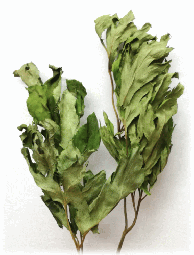 国産 無農薬 まるごとあしたばの葉っぱ　10gのサムネイル