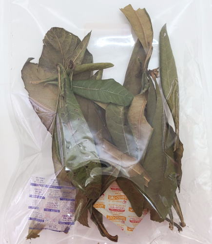 国産　無農薬　まるごと　ビワの葉っぱ　15g