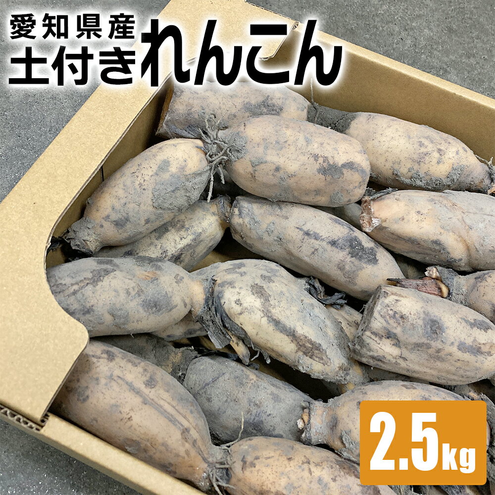 鮮度キープ！土付きれんこん 上級品 愛知県産 約2.5kg Sサイズ もっちり 丸い 断面キレイ 丸 ...