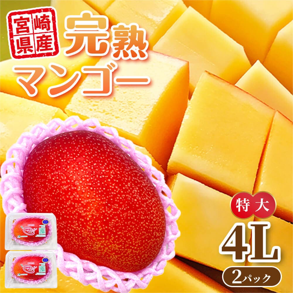 感動の味わい 完熟マンゴー 宮崎県産 約510g以上 等級青秀以上 特大 4Lサイズ 2パック 丸進青果セレクト まんごー 完熟 国産 宮崎 ギフト 贈答 秀品