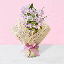 デンドロビウム 母の日2024 デンドロビウム 桃系 4号鉢 ギフト 花束 花 鉢植え 贈り物 ピンク色 長持ち