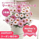 マーガレット 花の鉢植え 母の日2024 マーガレット さくらべーる 5号鉢 ギフト 花束 花 鉢植え 贈り物 マーガレット