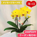 蘭（ラン） 母の日2024 胡蝶蘭 ナオミゴールド 3号鉢 ギフト 花束 花 鉢植え 贈り物 胡蝶蘭 長持ち