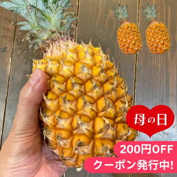 母の日2024 ボゴールパイン 沖縄県産 2～3玉 約2.0kg 化粧箱 ギフト パイン ぱいん パイナップル 沖縄 化粧箱