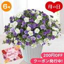 母の日2024 スーパーベル「ダブルブルー＆ホワイト」6号 パープル系 ギフト 花 花束 生け花 贈り物 感謝 紫色の花