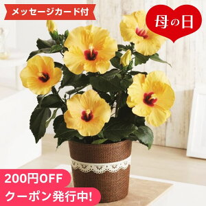 母の日2024 ハイビスカス(アドニスイエロー) ギフト 花 花束 鉢植え ハイビスカス 贈り物