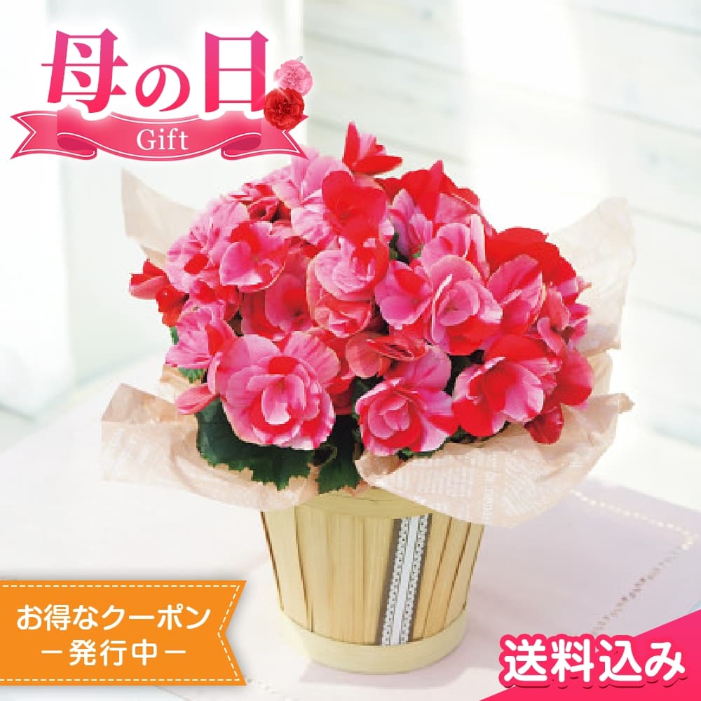楽天市場】ストロベリーキャンドル(花・観葉植物|花・ガーデン 楽天市場】ストロベリーキャンドル(花・観葉植物|花・ガーデン
