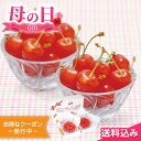 母の日2025 遅れてごめんね ギフト 佐藤錦 ハウスさくらんぼ 秀品・M〜Lサイズ 100g×2セット 計200g ※4/30以降の注文は5/12以降順次出荷
