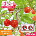 母の日2025 ギフト 山形県産さくらんぼ 計200g フルーツ さくらんぼ 紅秀峰 山形県産