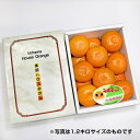 200円OFFクーポン お中元 ギフト 2025 ハウスみかん 愛知県産 約2.5kg みはまっこ M〜2Lサイズ 15〜24玉入り 御中元 夏ギフト