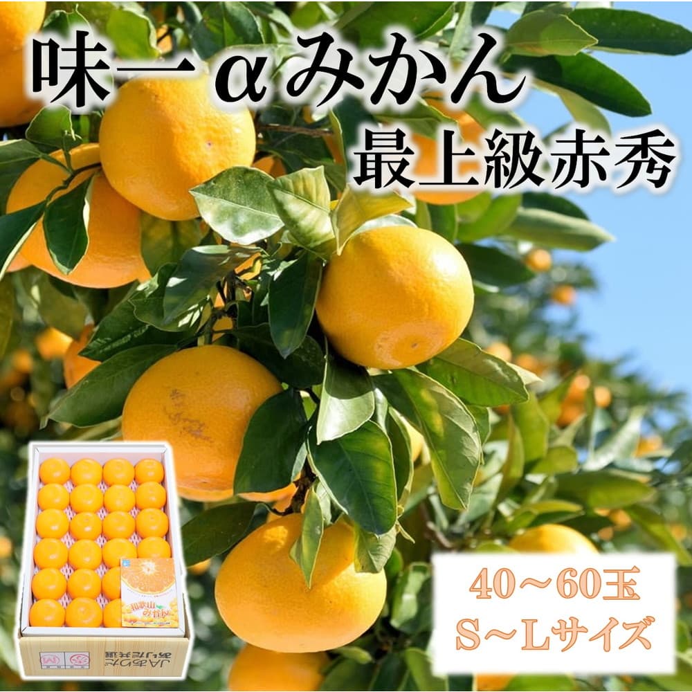 お歳暮 ギフト 2025 和歌山県産 味一αみかん 高級みかん 約5kg/箱 40〜60玉 S〜Lサイズ 最上級赤秀
