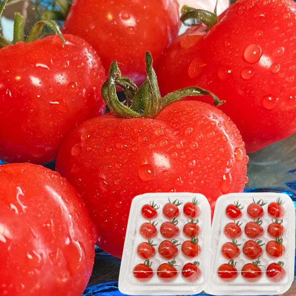 お歳暮 ギフト 2025 愛知県産 艶ひめトマト 3色 クリスマスカラー 2パック