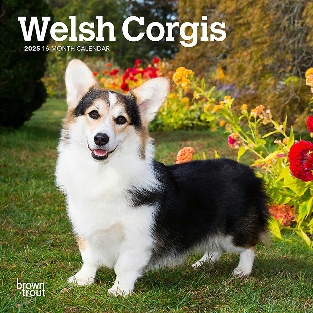 BrownTrout(ブラウントラウト) 2025年 ウェルシュ・コーギー ミニ カレンダー (Welsh Corgis Calendar) ZB-74041 カレンダー かれんだー 2025年 令和7年 令和七年 壁掛け
