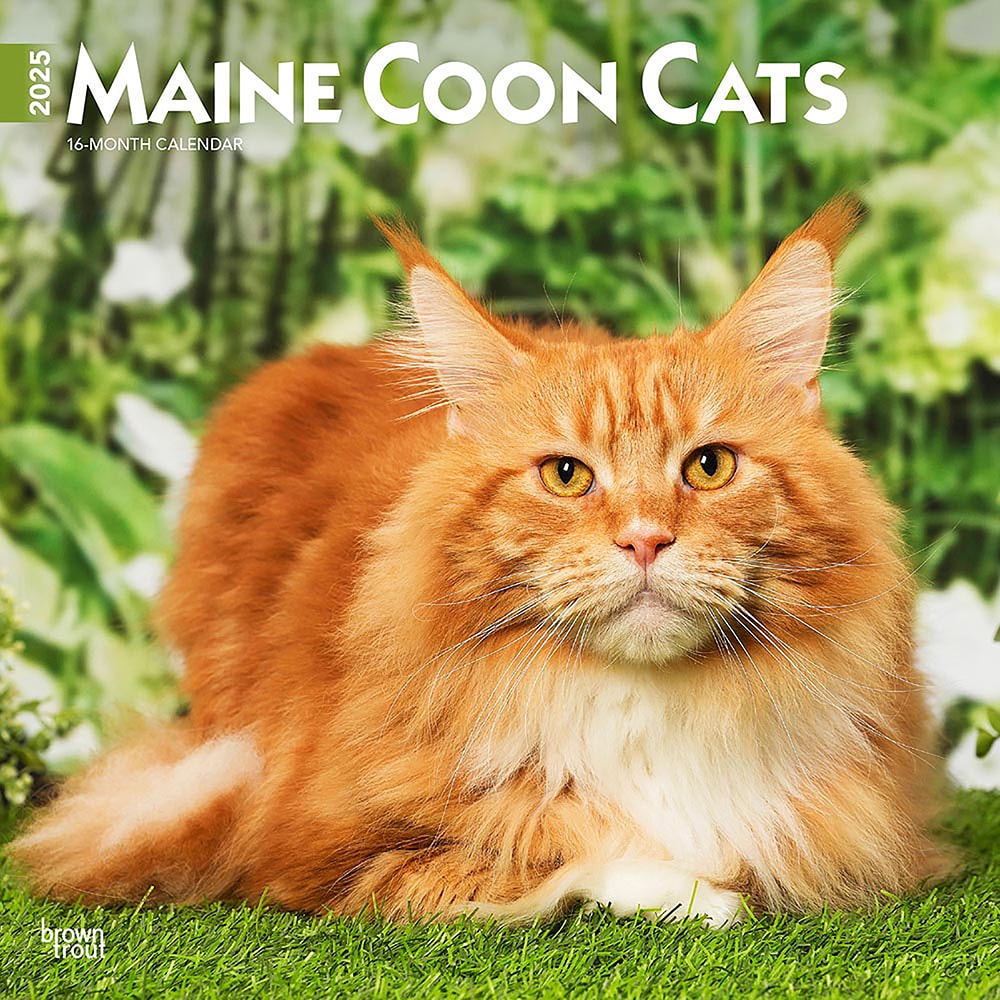 BrownTrout(ブラウントラウト) 2025年 カレンダー メインクーン・キャット(Maine Coon Cats Calendar) 30.5×61cm ZB-77387 カレンダー かれんだー 2025年 令和7年 令和七年 壁掛け