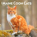 ゲリラP5倍 BrownTrout(ブラウントラウト) 2026年 メインクーン・キャット 壁掛けカレンダー(Maine Coon Cats Calendar)...