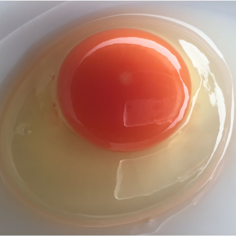 薄羽養鶏場 楽天市場店の平飼い元気たまご 鶏卵 国産 生食用 加熱用 薄羽養鶏場｜アングル3