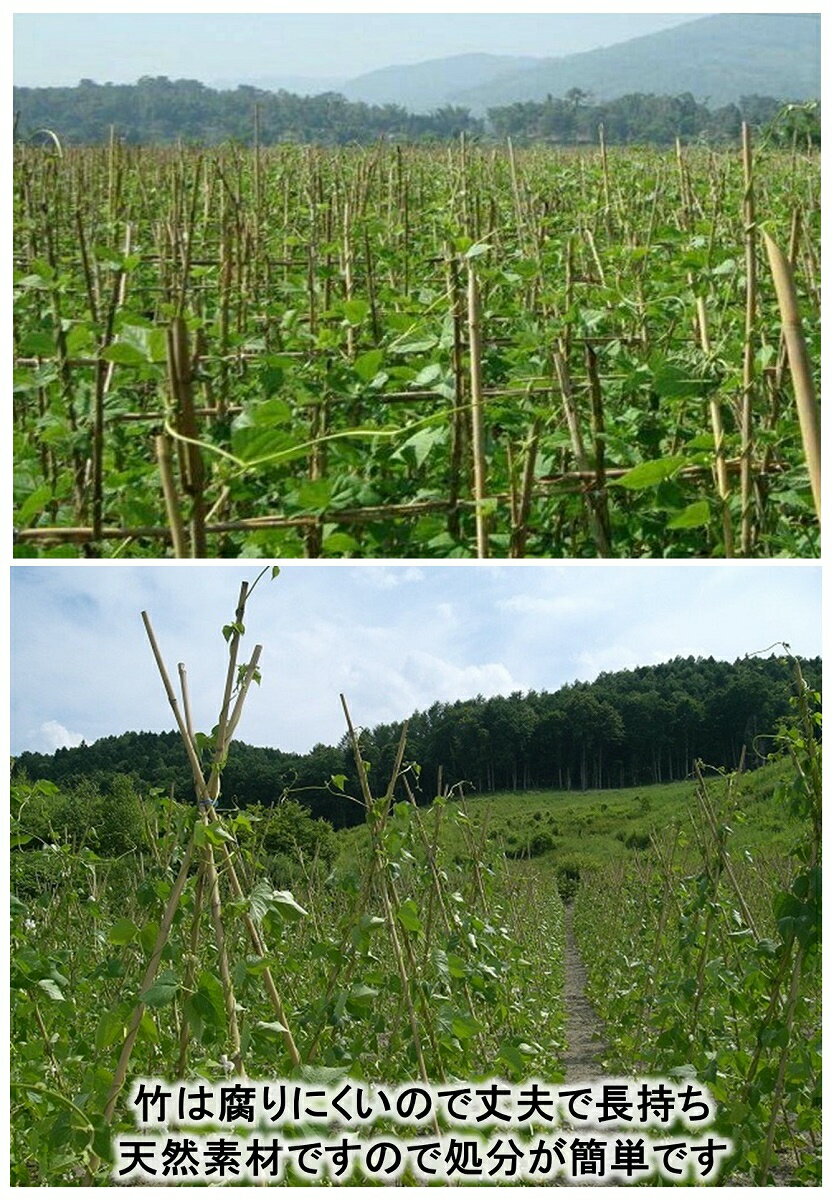 天然素材で環境にやさしい商品です 女竹は しなやかで粘り強く丈夫です 測量の際 杭が隠れてしまう時の目印や 農業用支柱としていかがですか 天然竹 女竹 1cm100本 め竹 めだけ 竹支柱 測量用品 農業支柱 Outlet Sale 土地家屋調査士用 目印 園芸支柱 しの竹 篠竹 測量