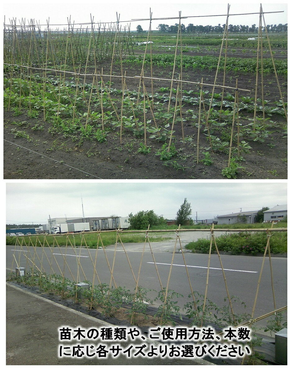 天然素材で環境にやさしい商品です 女竹は しなやかで粘り強く丈夫です 測量の際 杭が隠れてしまう時の目印や 農業用支柱としていかがですか 天然竹 女竹 1cm100本 め竹 めだけ 竹支柱 測量用品 農業支柱 Outlet Sale 土地家屋調査士用 目印 園芸支柱 しの竹 篠竹 測量