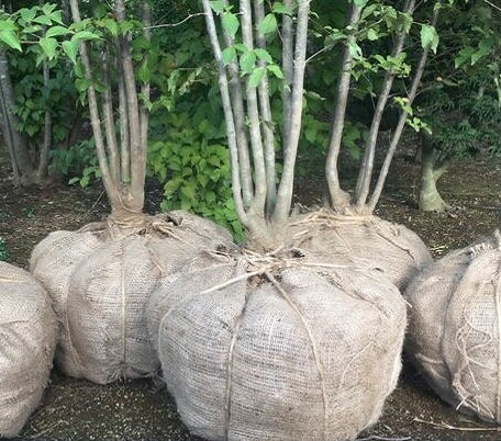 �� ������������ ��60cm Ĺ��20m 1�� ������ ���� �����ǥ˥� �в����