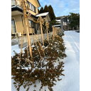 白竹（晒竹）1m 20本 天然竹 竹支柱 雪吊り 雪囲い 添え木などに 3