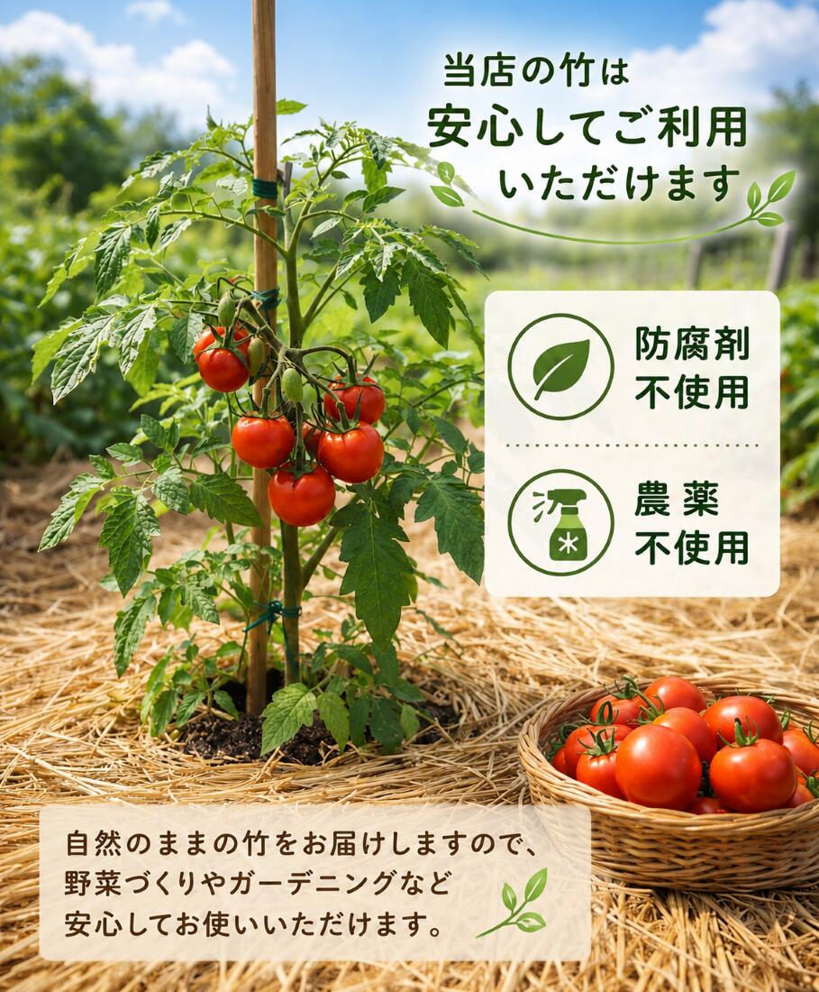 女竹 90cm 50本 篠竹 竹支柱 添え木 園芸用 農業用 定植時支柱 天然竹 竹 支柱 篠竹