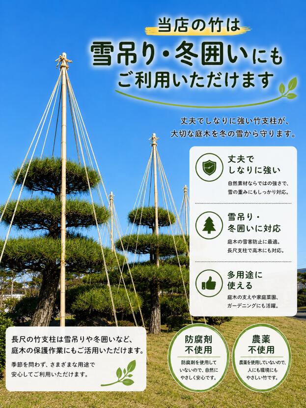白竹（晒竹）1m 100本 天然竹 竹支柱 雪吊り 雪囲い 添え木などに