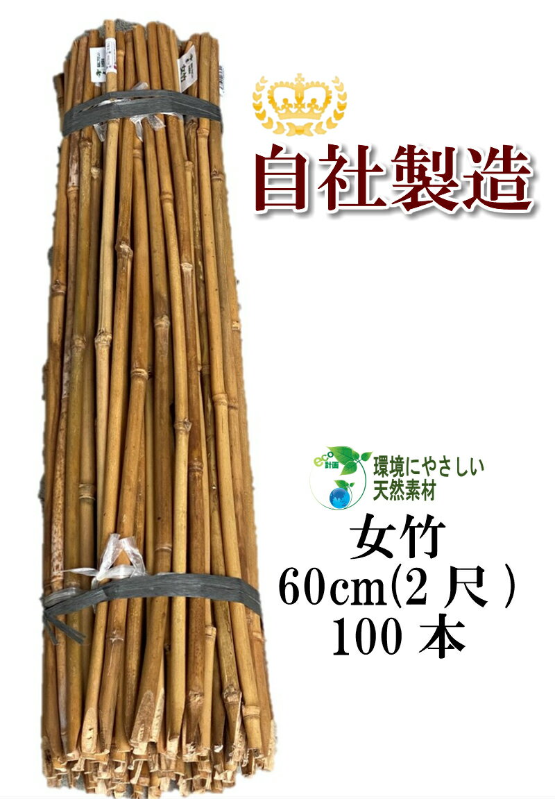 女竹 60cm 100本 篠竹 添え木 竹支柱 農業支柱 園芸支柱 測量用 天然竹 竹 支柱