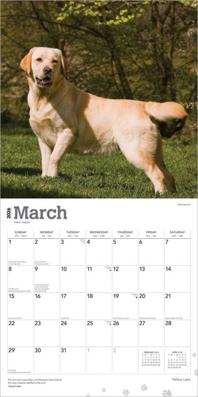 ֥饦ȥ饦 2026ǯ /֥ɡ롦ȥС ͢ 30.5 x 61 cm (Labrador Retrievers, Yellow Calendar)