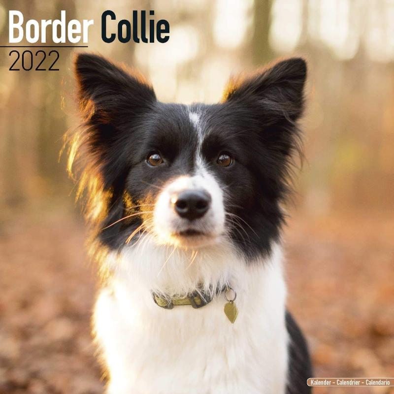 ߤ㤨Border Collie 2022 Wall CalendarפβǤʤ381ߤˤʤޤ