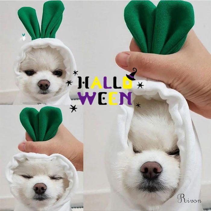 �ϥ������� �ڥå� �� ǭ ��ʪ �����ץ� �ϥ������� �ڥå��� �������塼�� �����ץ� �� ǭ�� �ϥ������� �ڥå� ���� �ѿ��� �ϥ��������� ���� �ڥå�...