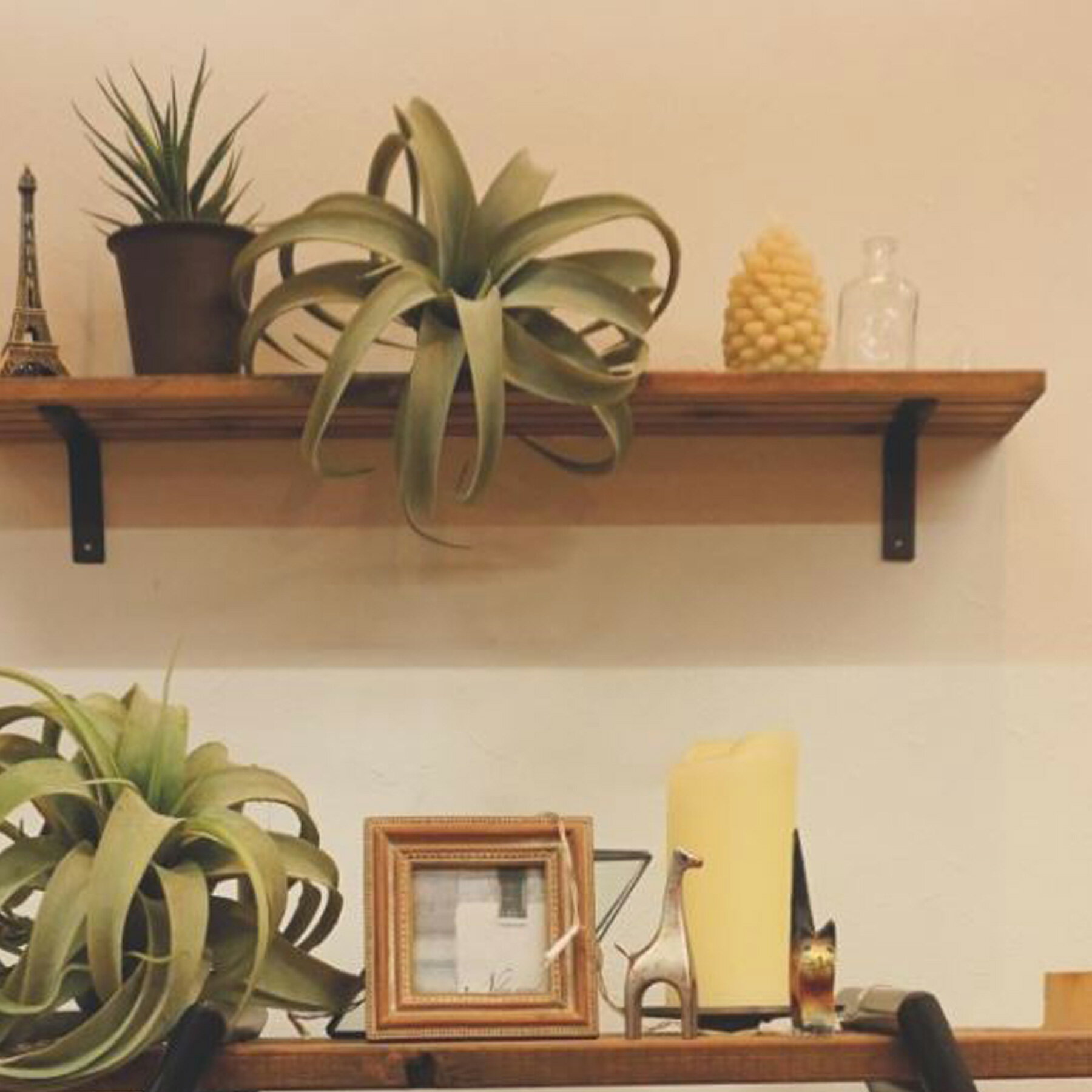 フェイクグリーン 人工観葉植物 キセログラフィカ M インテリア 造花 観葉植物 デコレーション 模様替え モダンリビング ナチュラル 緑のある暮らし 装飾 北欧 ショップ 玄関 ドライフラワーやプリザーブドフラワーと一緒に飾るのもおすすめ