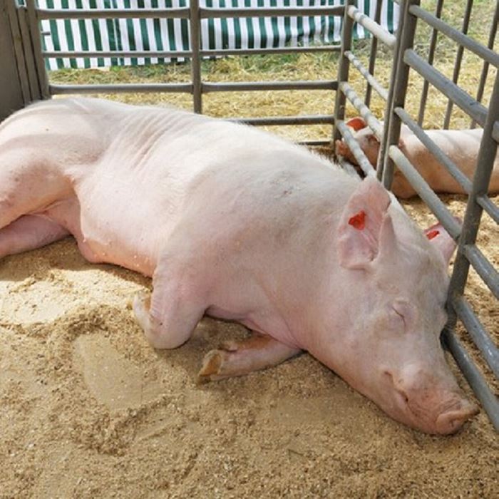 �������� �ҤΤ� 110L����