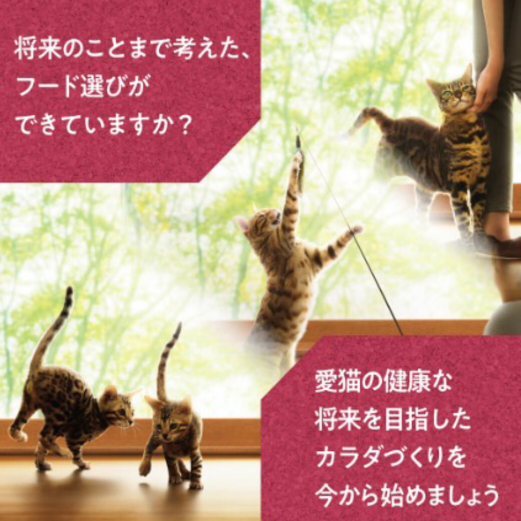 ユニチャーム フィジカライフ 室内 猫用 チキ...の紹介画像3