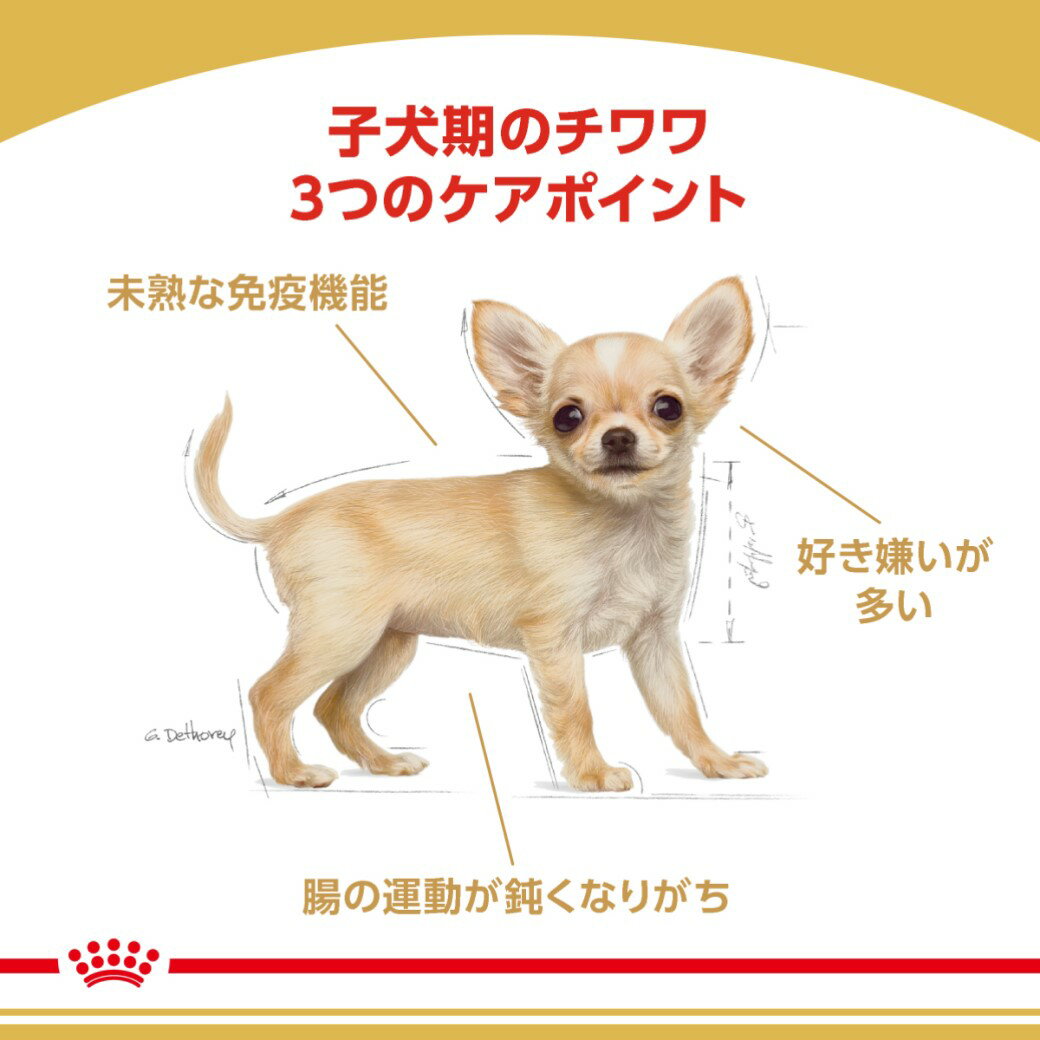 ロイヤルカナン ドッグフード BHN チワワ 子犬用 800g 3