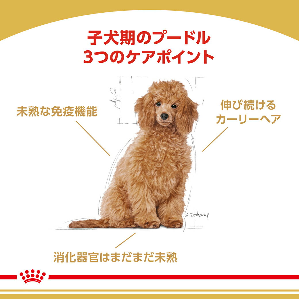 ロイヤルカナン ドッグフード BHN プードル 子犬用 1.5kg 2