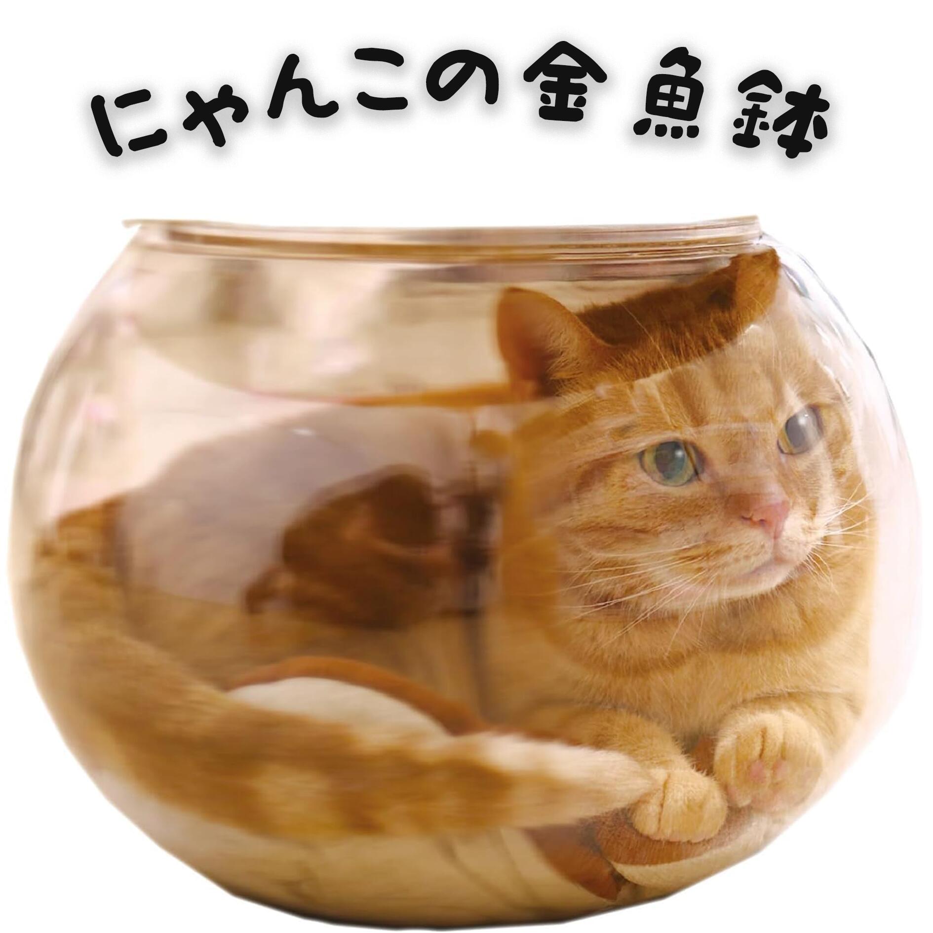 にゃんこの金魚鉢 猫 春夏 ペット用 猫小屋 休憩 プレゼント 誕生日 安全 プラスチック 面白い かわいい ペット休憩対応